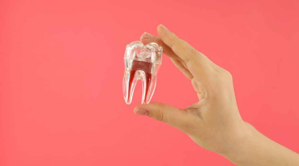 A person holding a tooth in a clear cover, symbolizing dental implants and pain relief.
